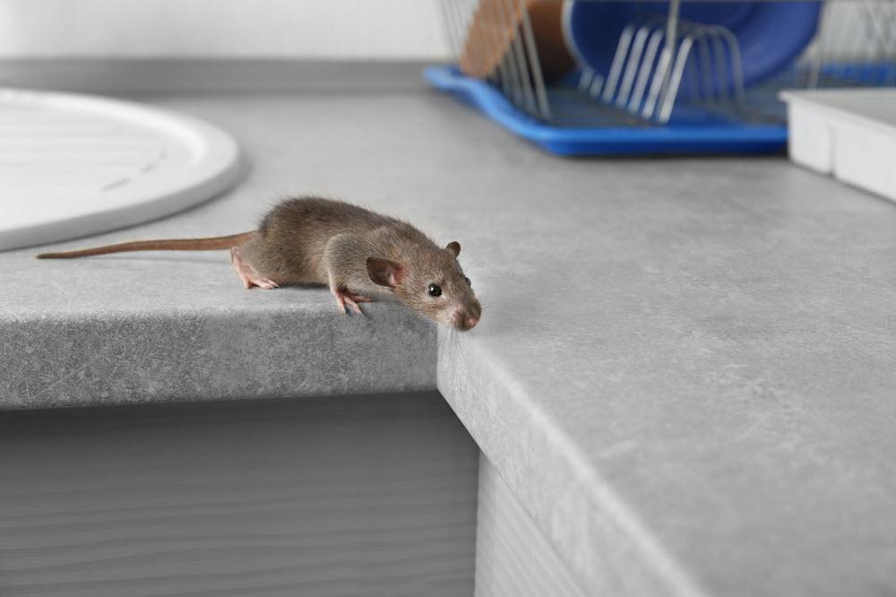Daños por la aparición de ratas en tu hogar - Traconsa